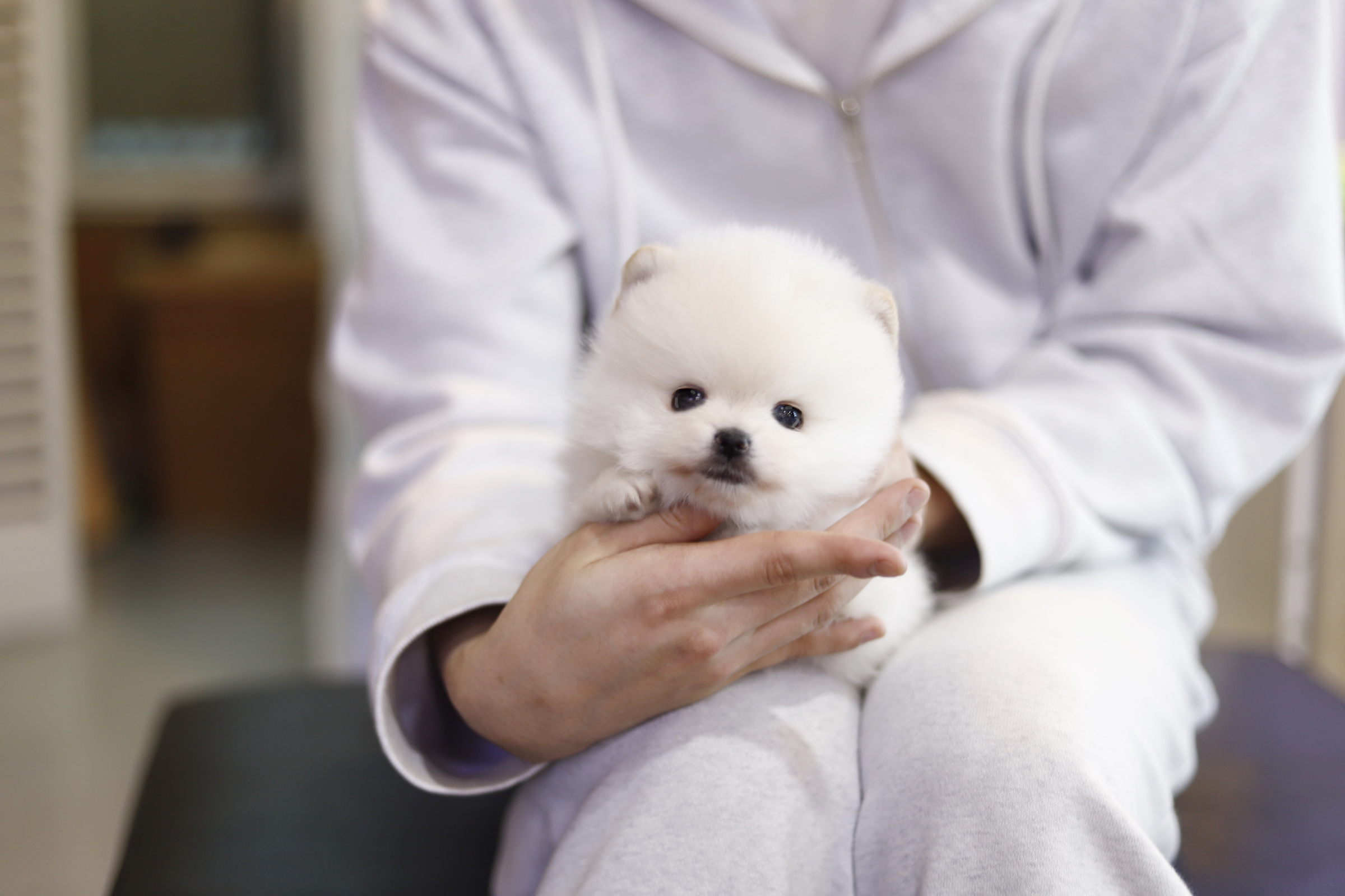 포메라니안(15만원부터)