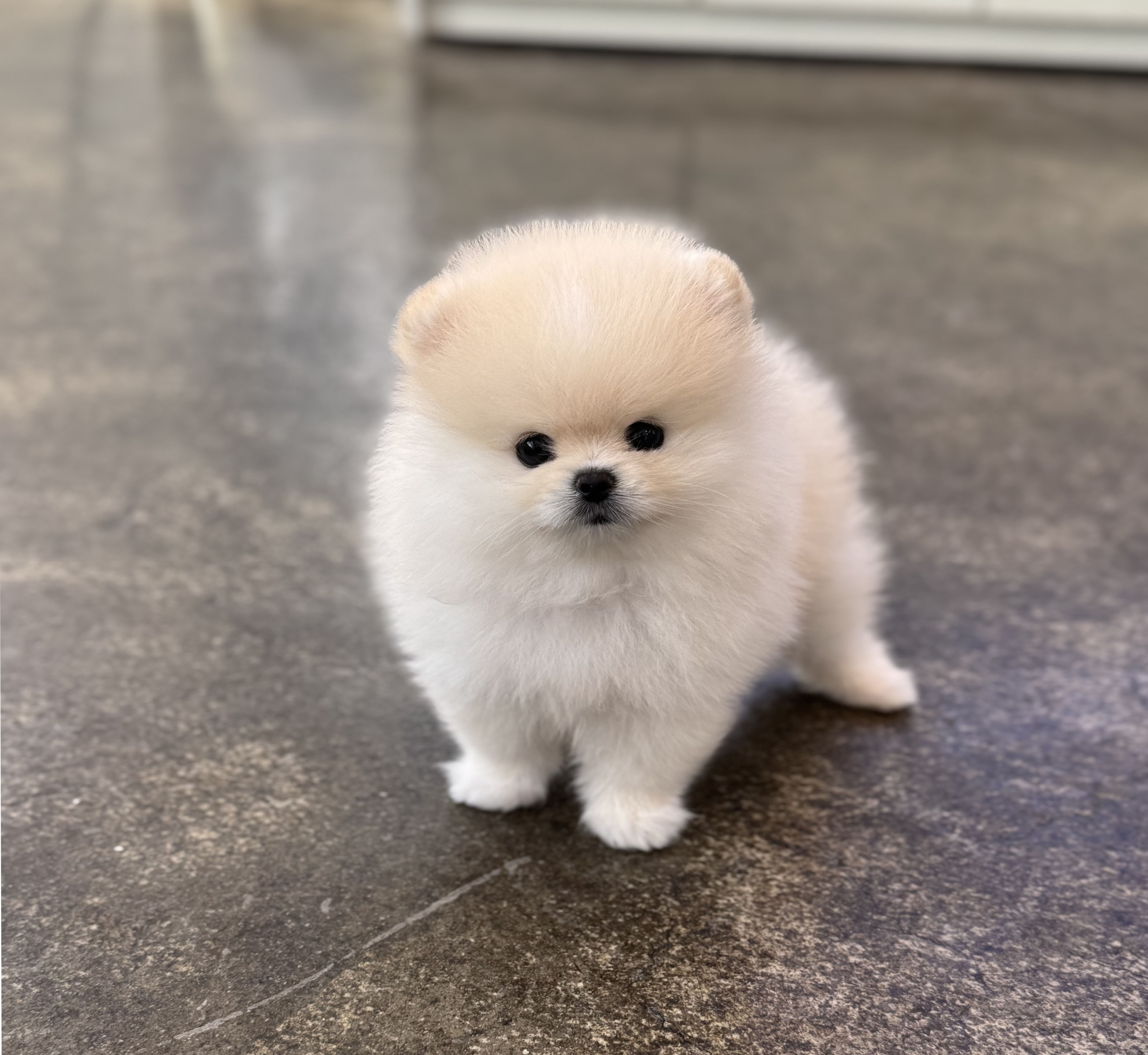 포메라니안 분양합니다