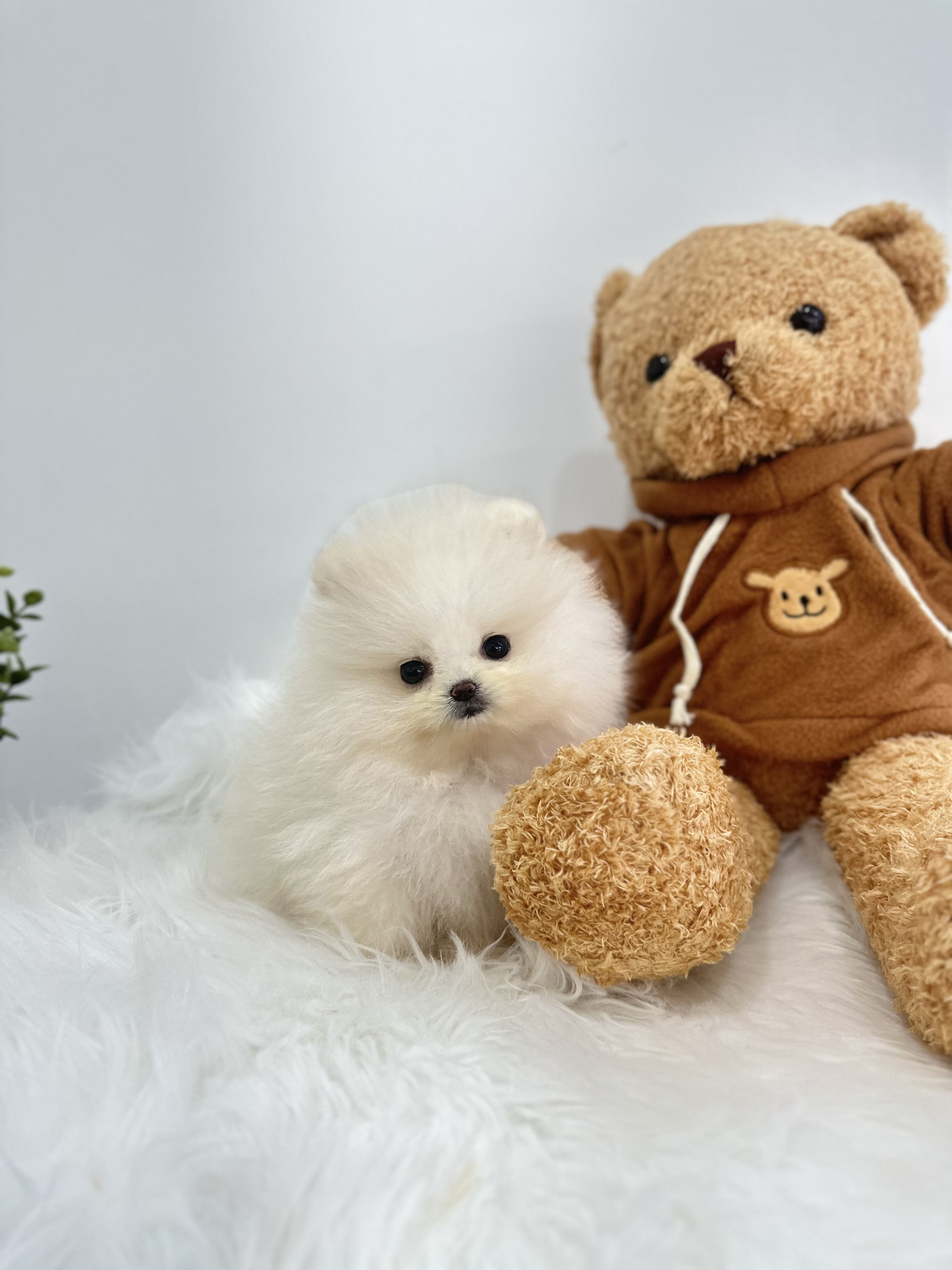 포메라니안 분양합니다