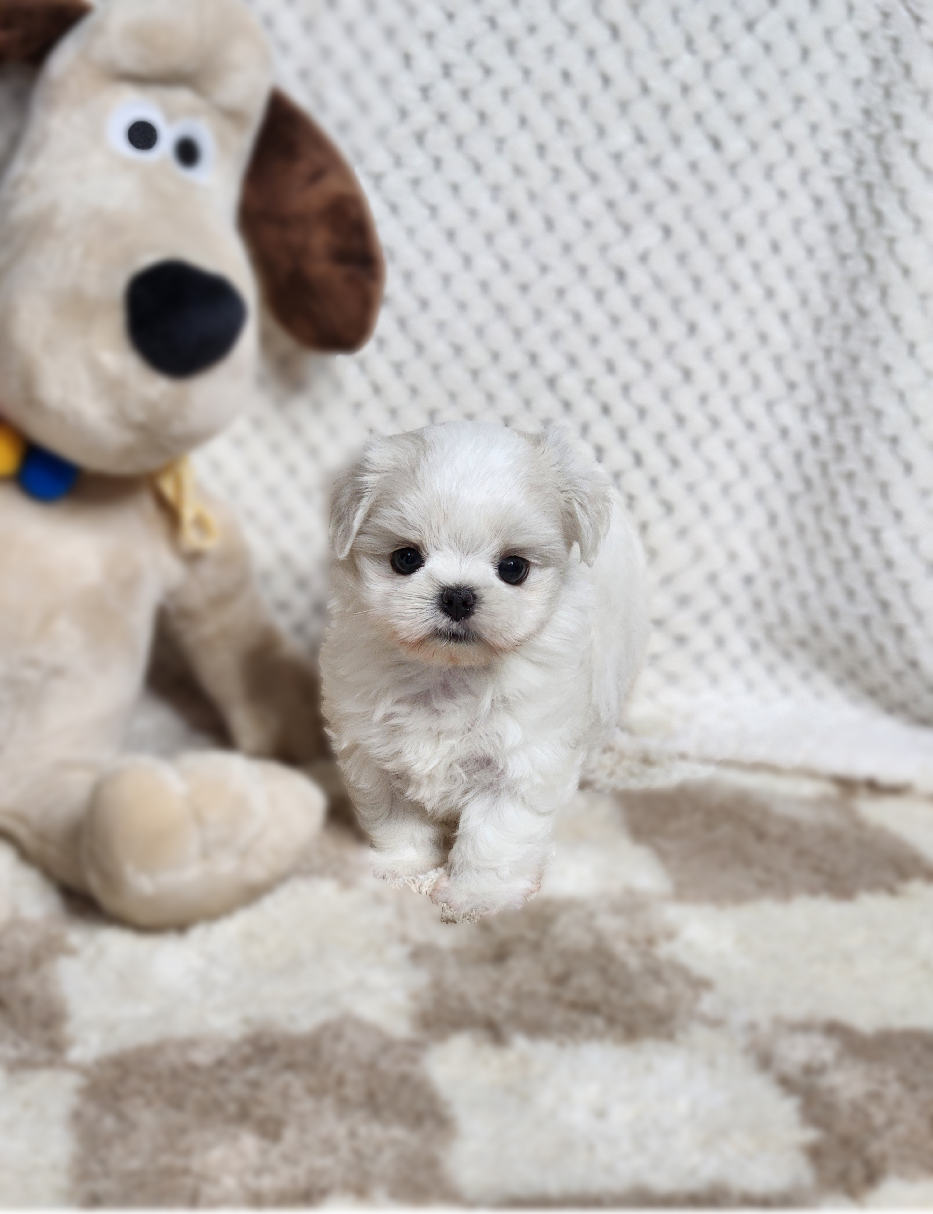 말티즈 분양합니다