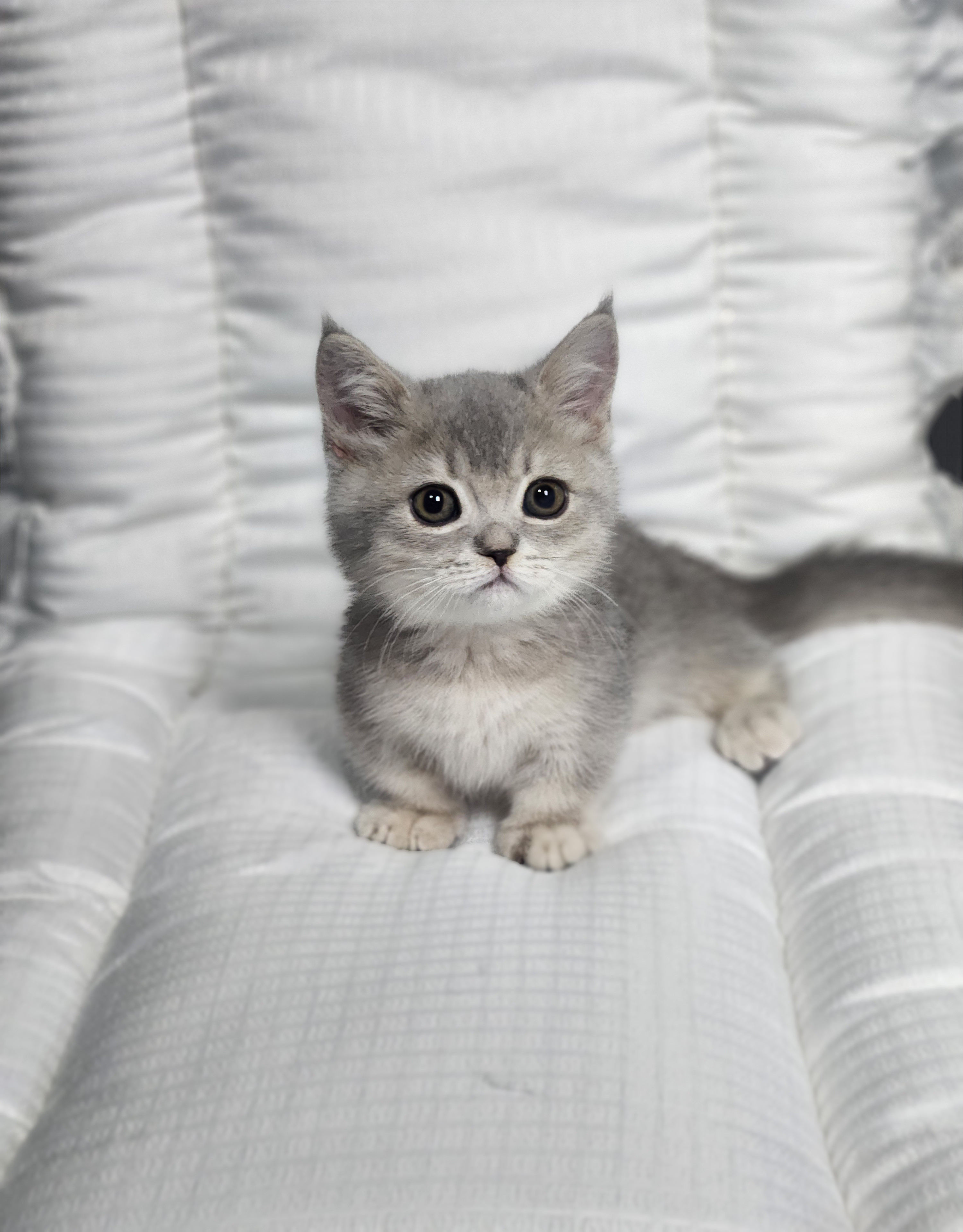 먼치킨 분양합니다