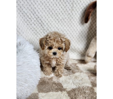 토이푸들 분양합니다