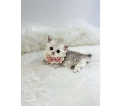 브리티시 분양합니다