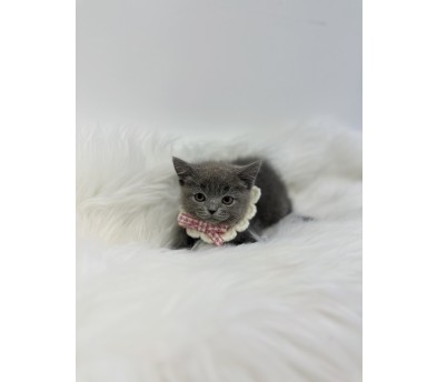 러시안블루 분양합니다