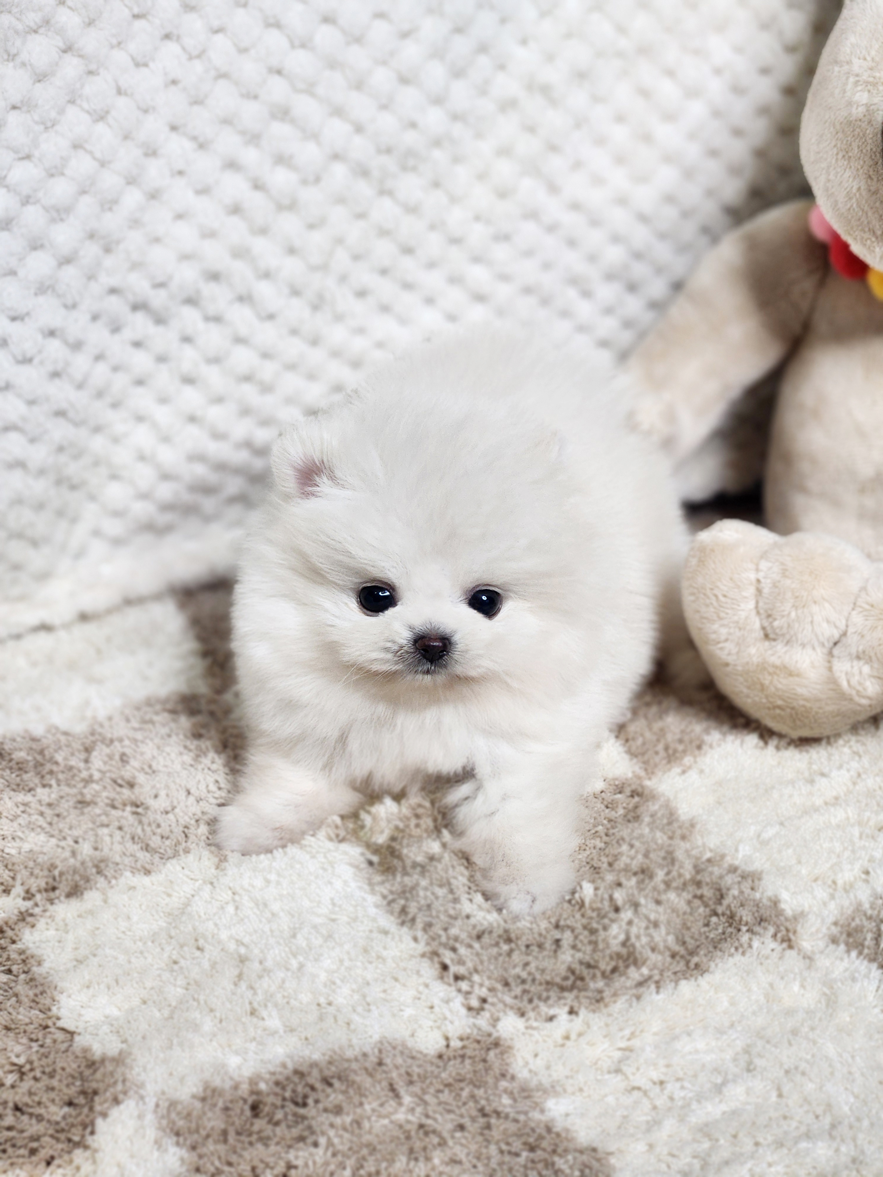 포메라니안 분양합니다