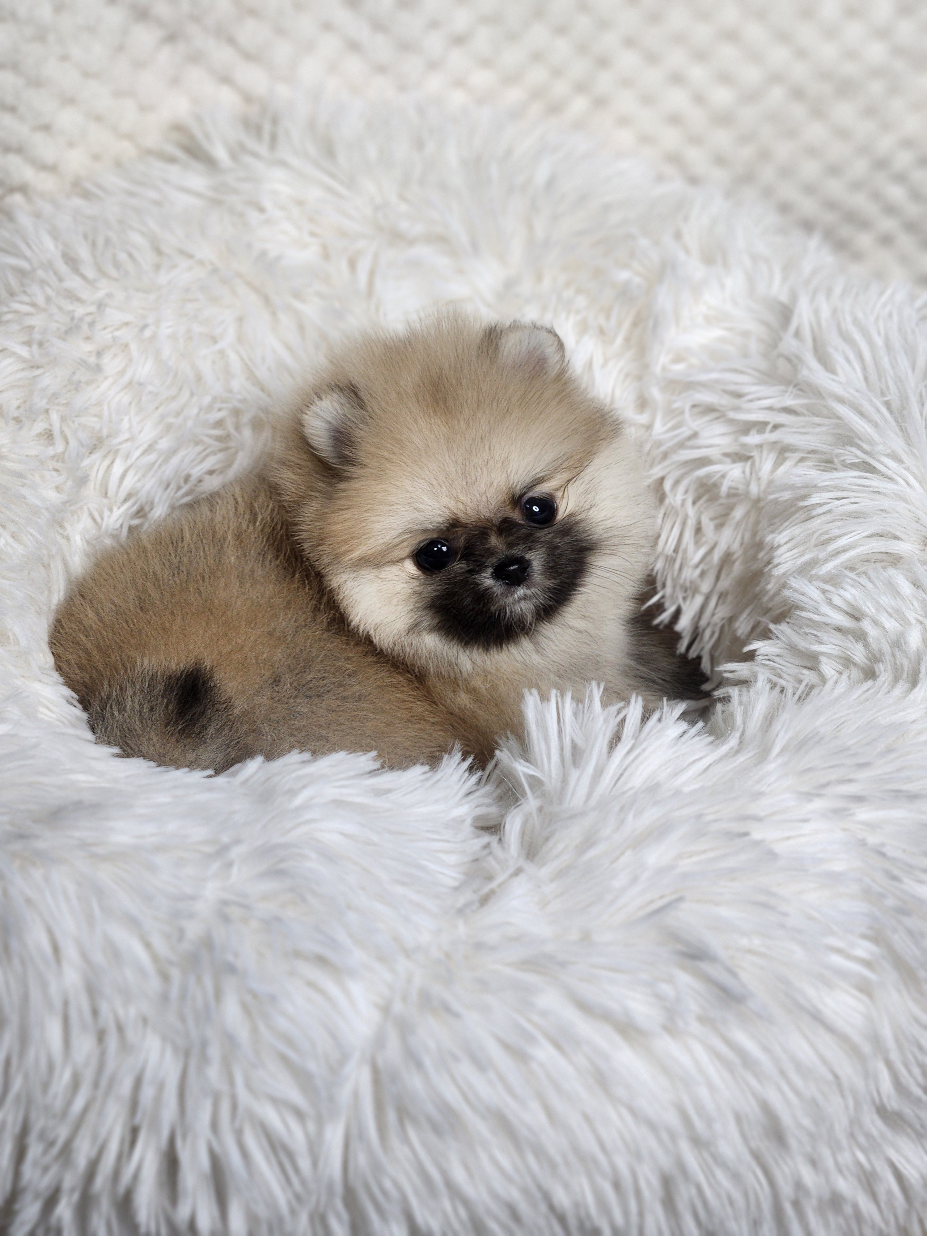 포메라니안 분양합니다