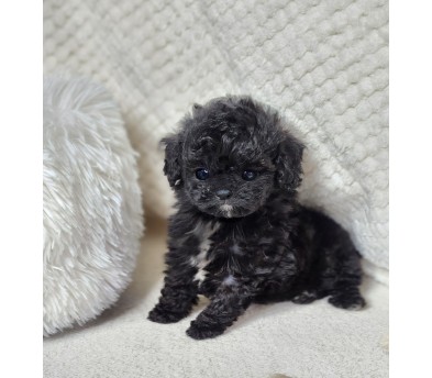 토이푸들 분양합니다