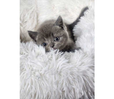 브리티쉬숏헤어 분양합니다