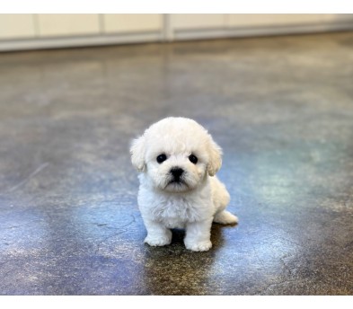 미니비숑 분양합니다