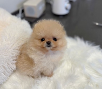 포메라니안 분양합니다