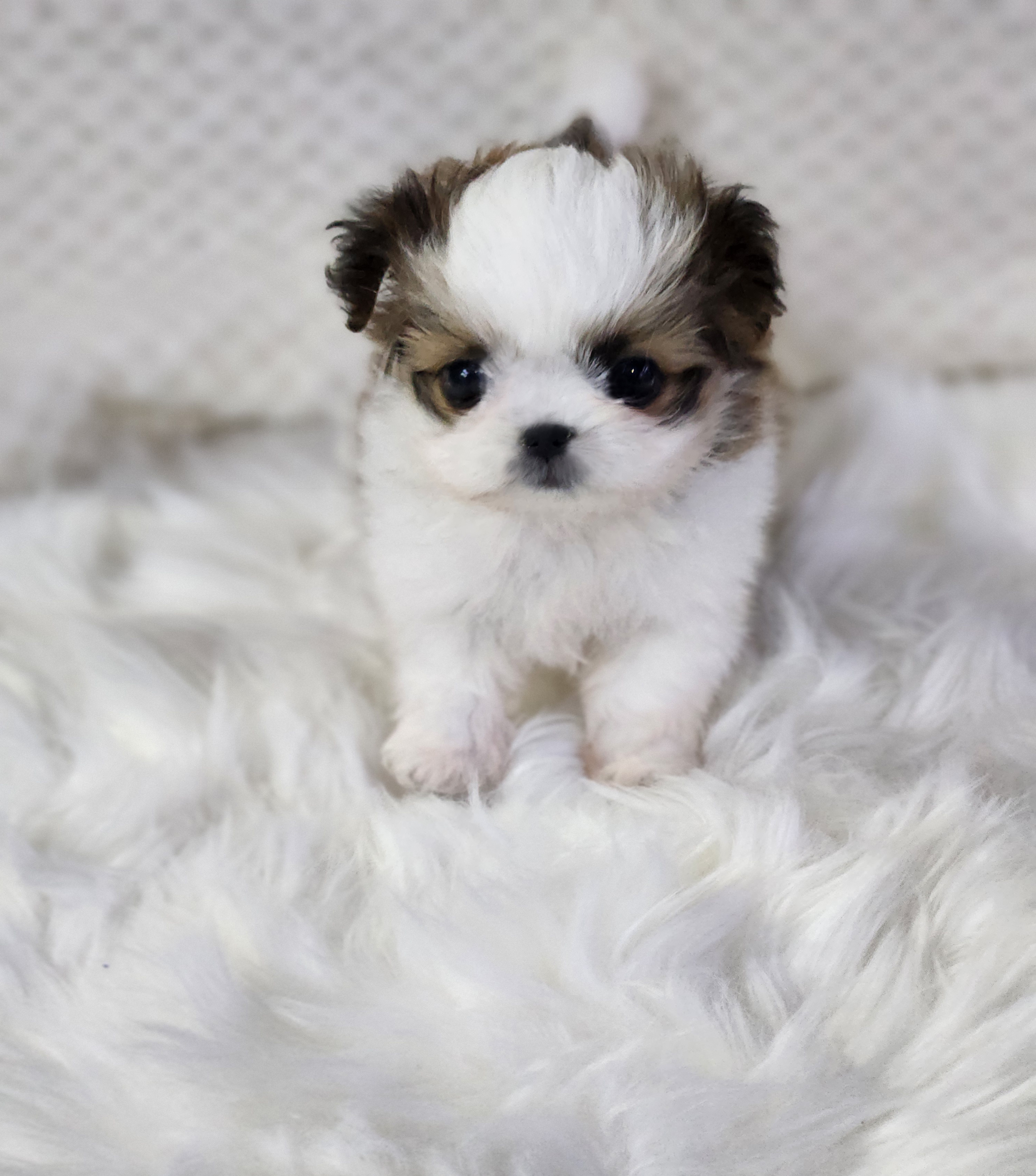 말티츄 분양합니다