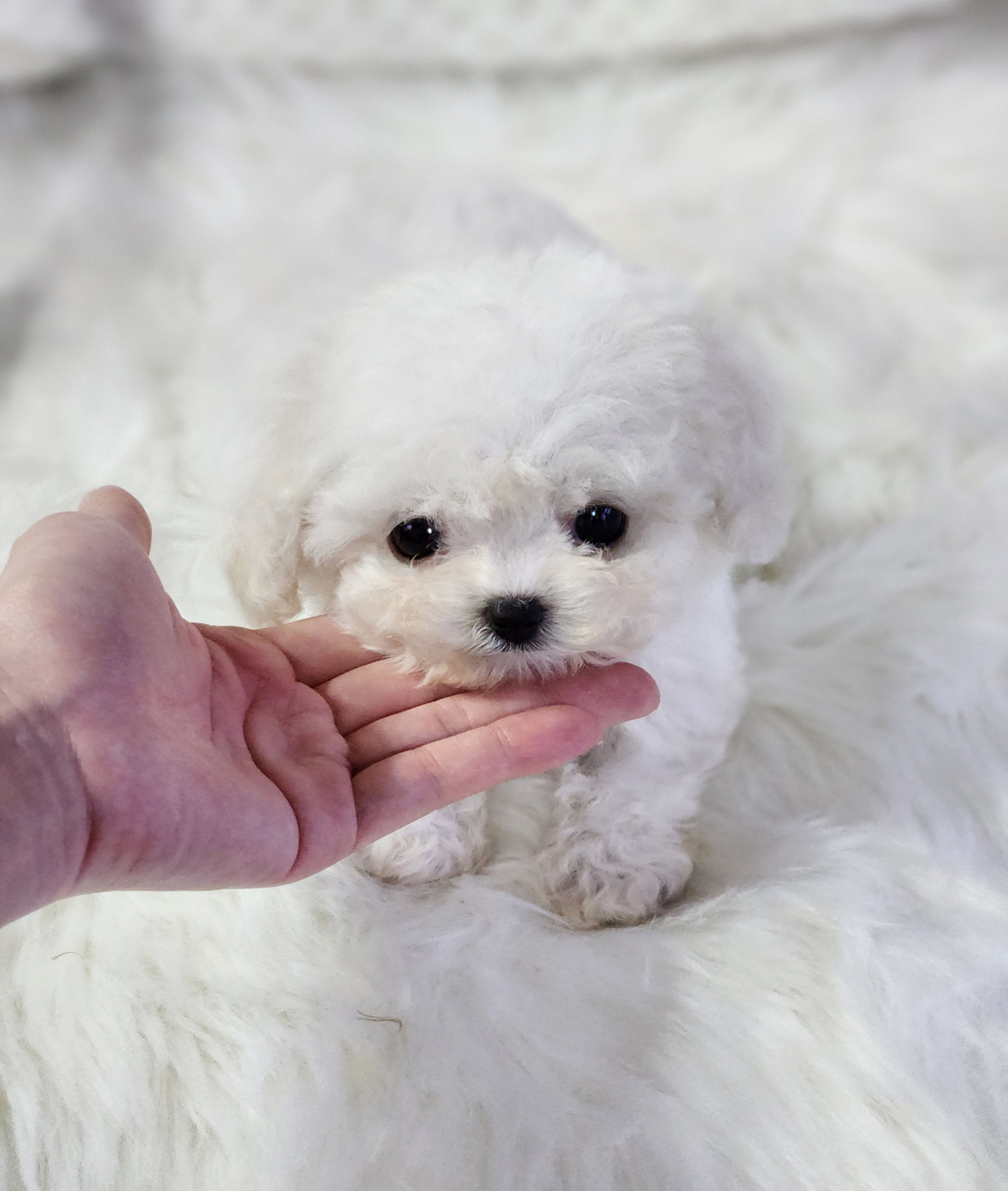 미니비숑 분양합니다