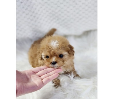 푸들 분양합니다