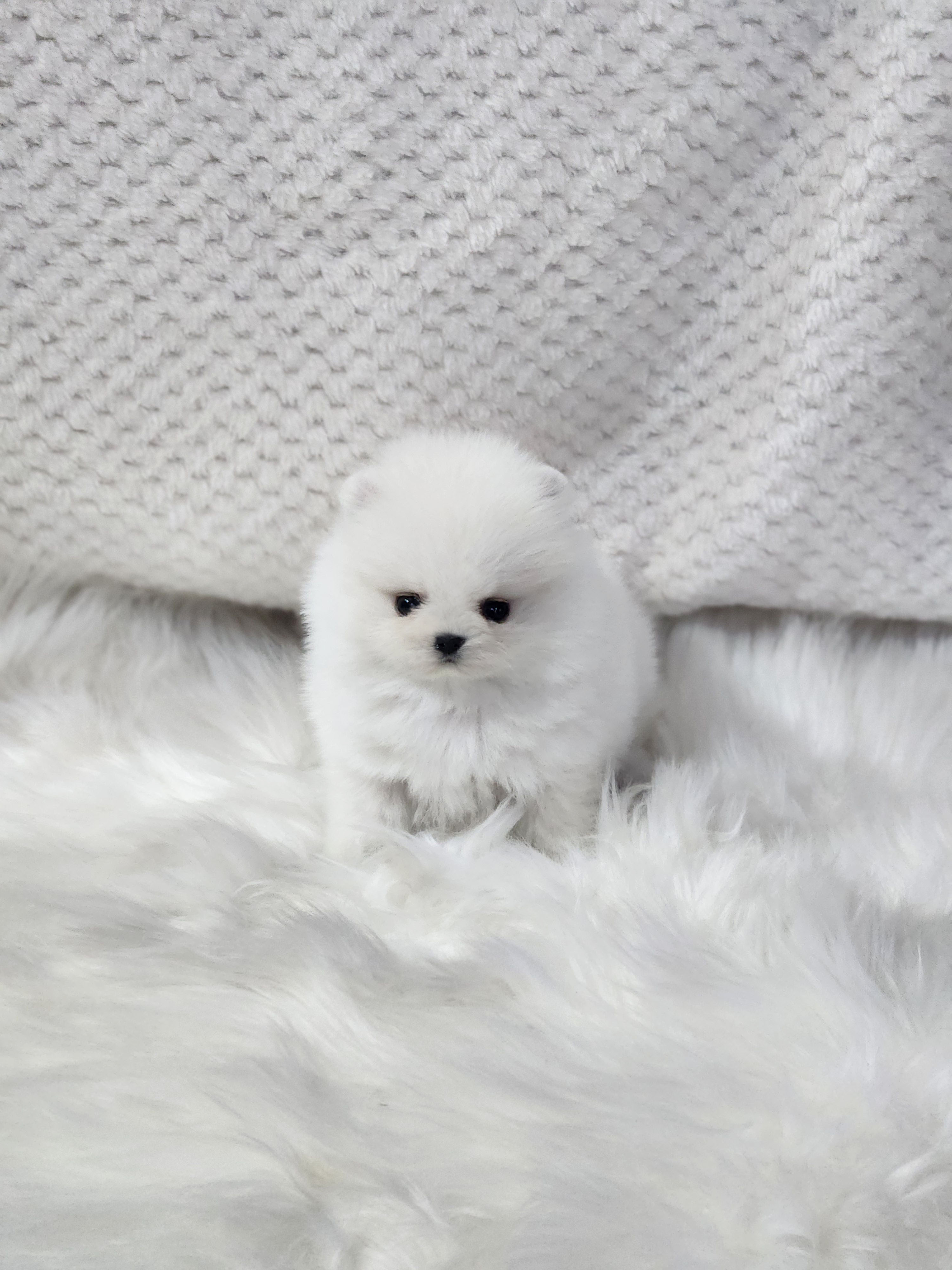 포메라니안 분양합니다!