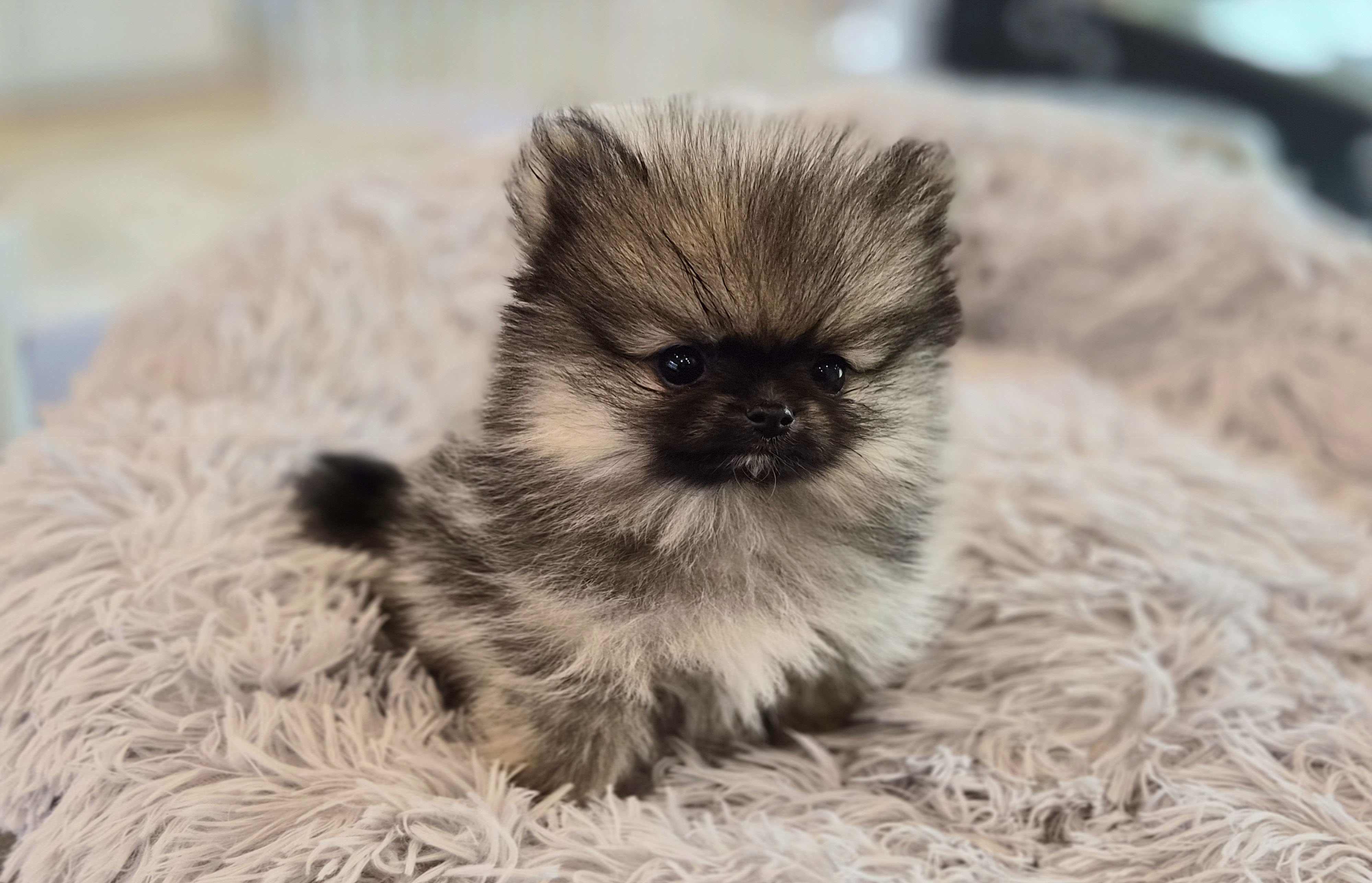 포메라니안 분양합니다!