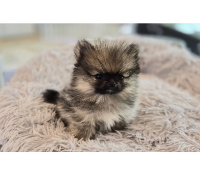 포메라니안 분양합니다!