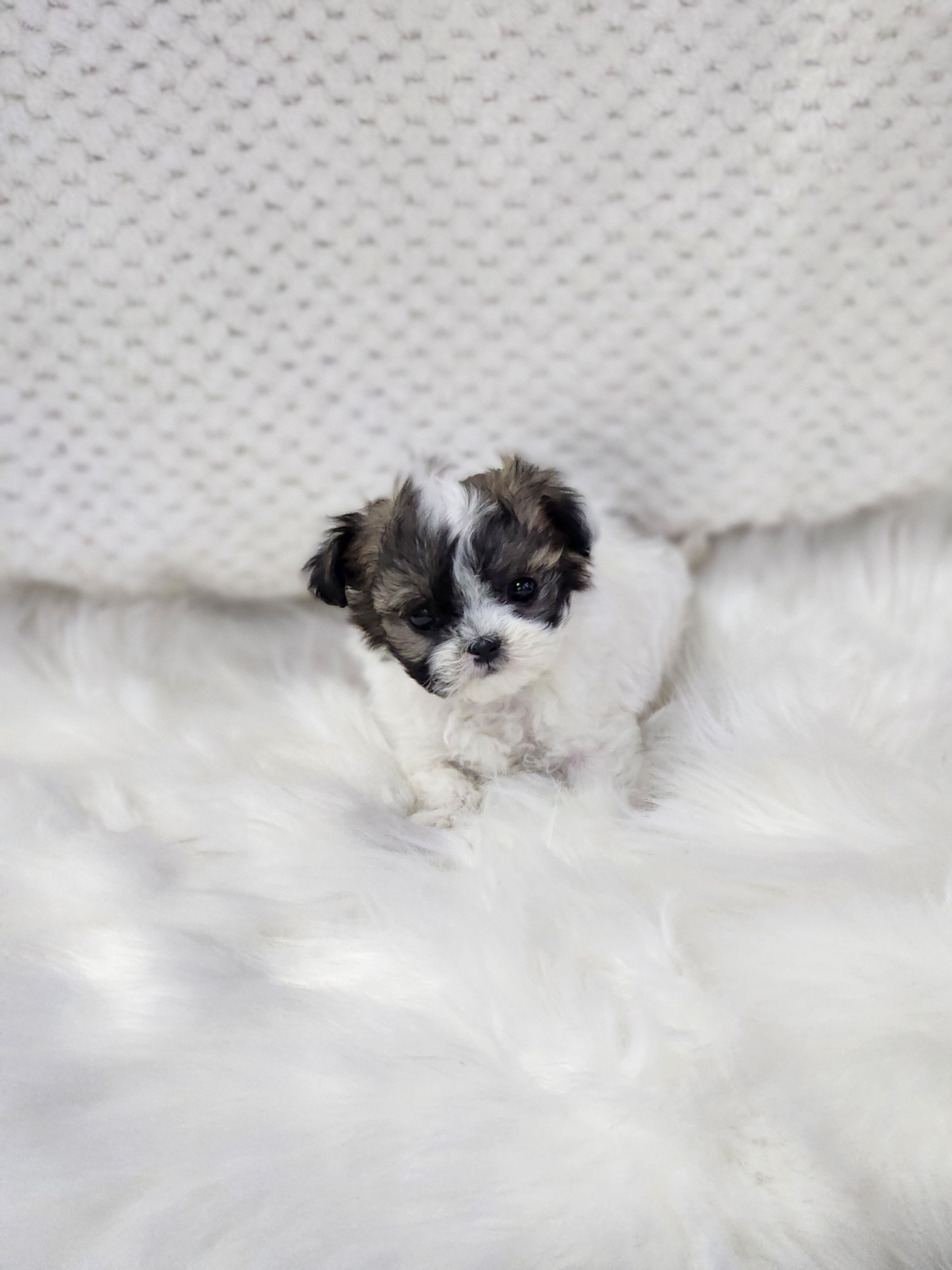 말티푸 분양합니다!