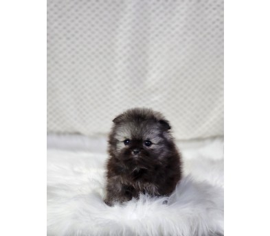 포메라니안 분양합니다!