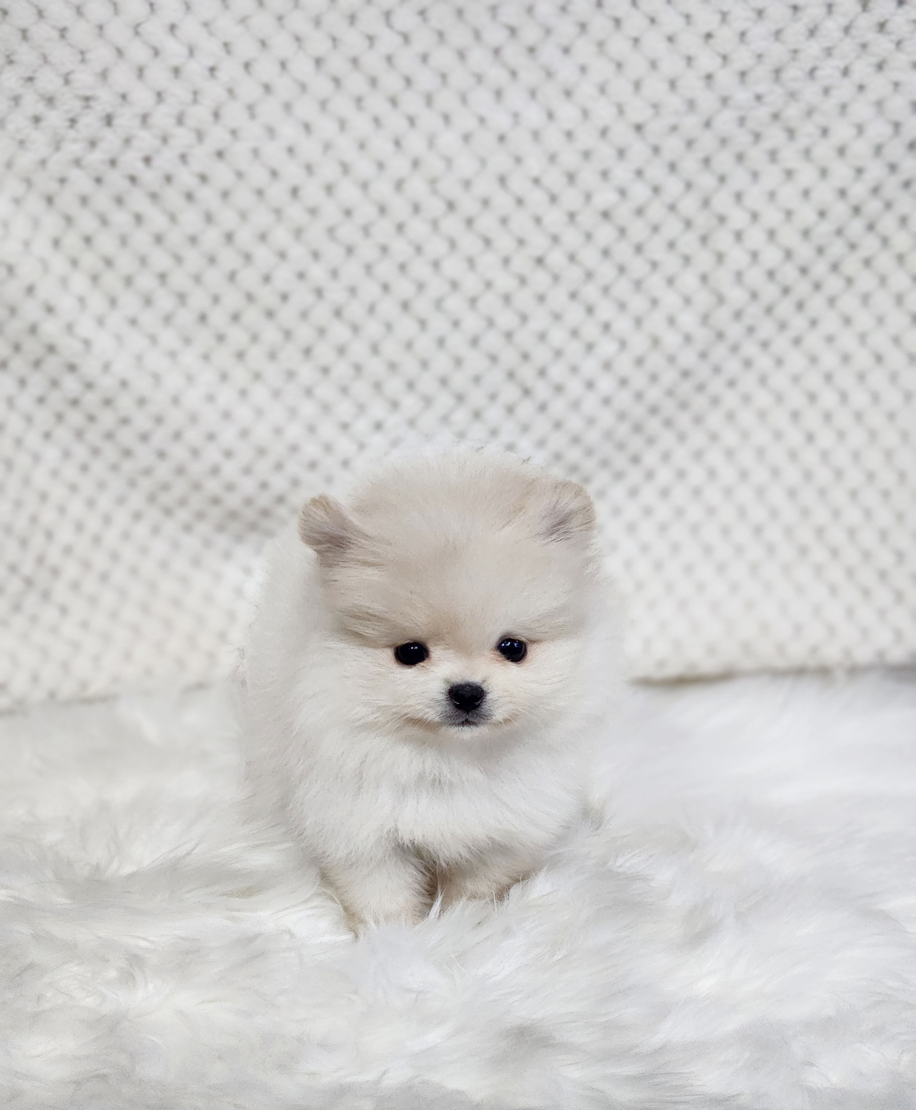 포메라니안 분양합니다!