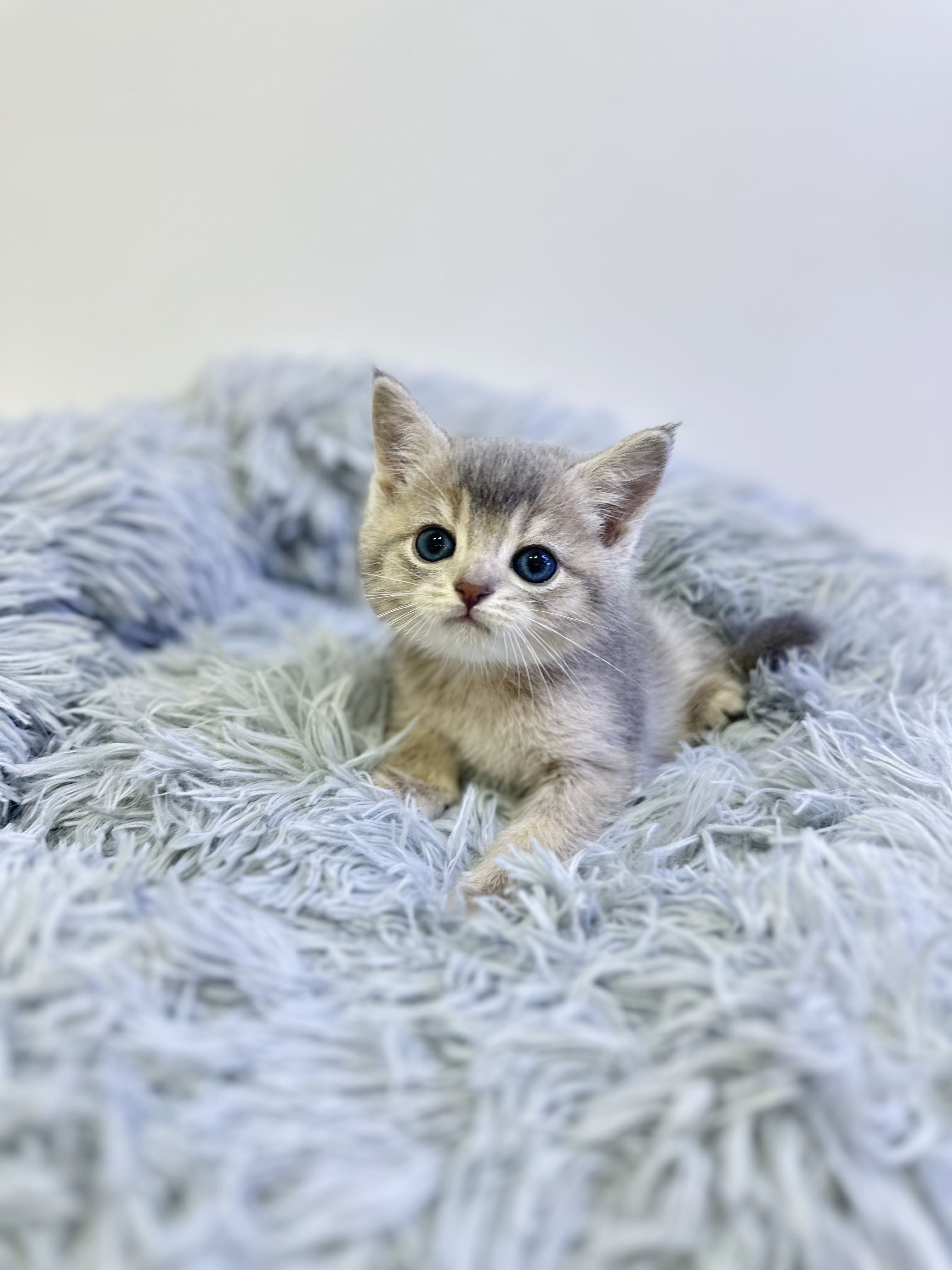 브리티시숏헤어 분양합니다!