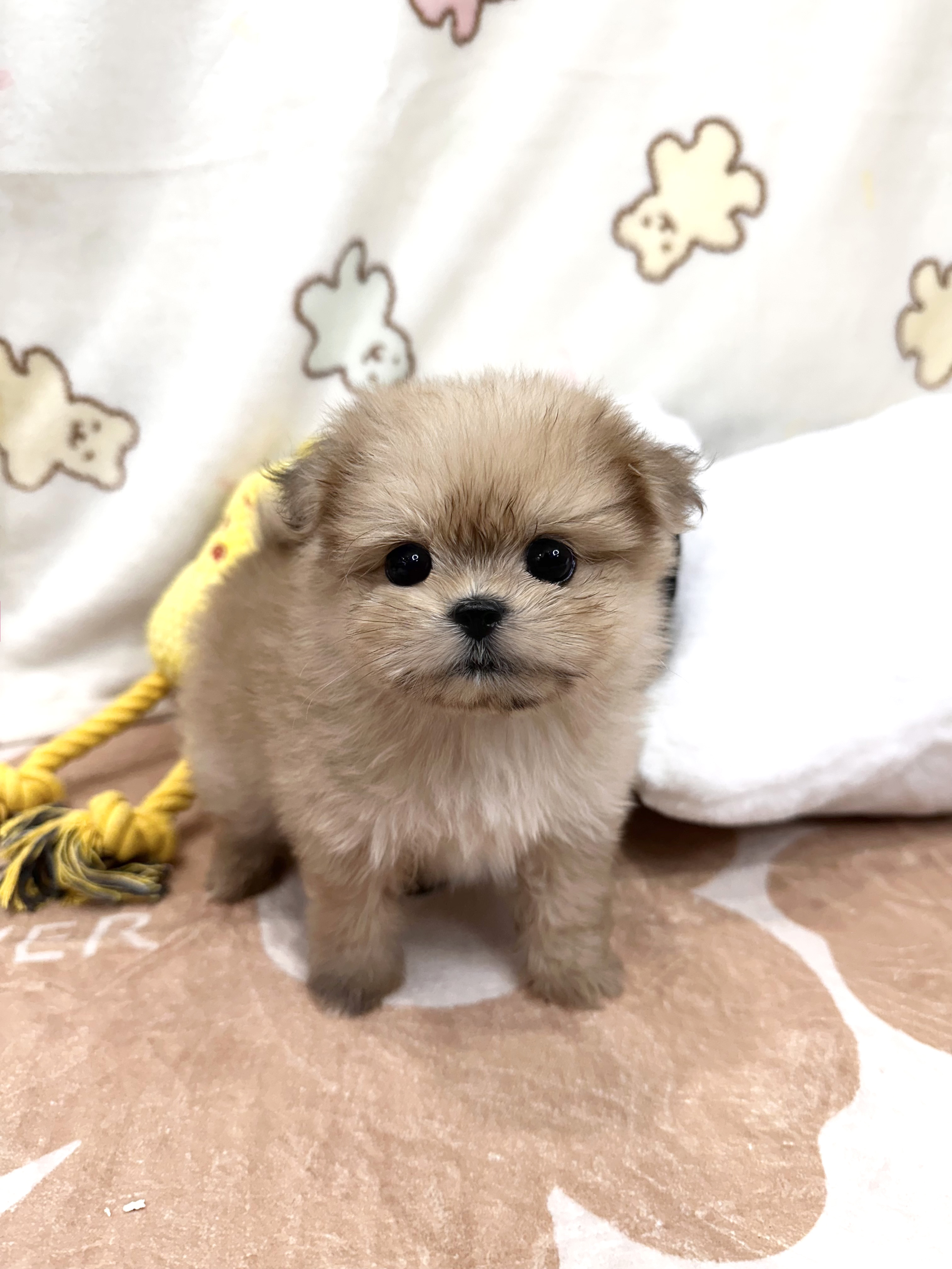 말티폼 분양합니다(이벤트가)